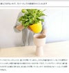 イッタラ（iittala） ナップラ/NAPPULA プラントポット 260x155mm