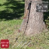 ネイチャーハイク（Naturehike） トレッキングポール 3-Node